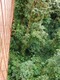 Looking down from hanging bridge