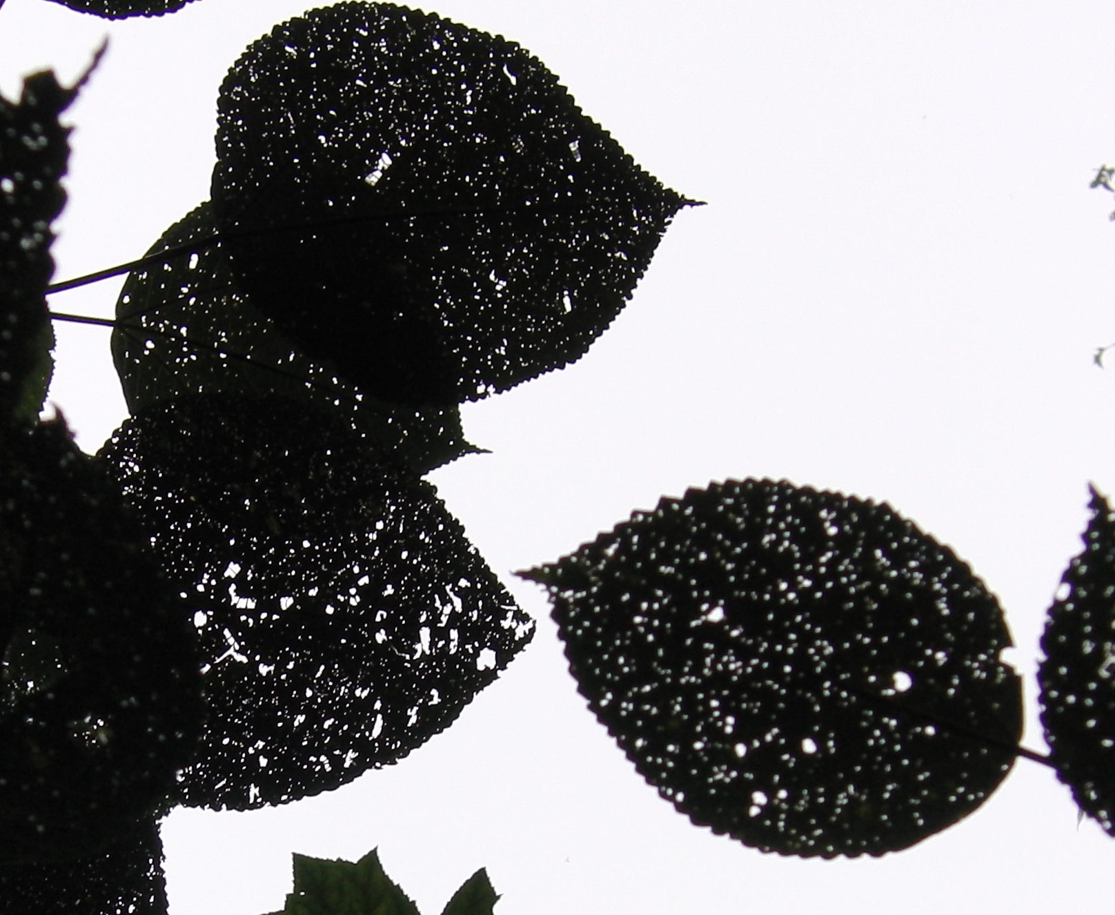 Eaten leaves