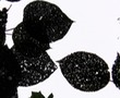 Eaten leaves