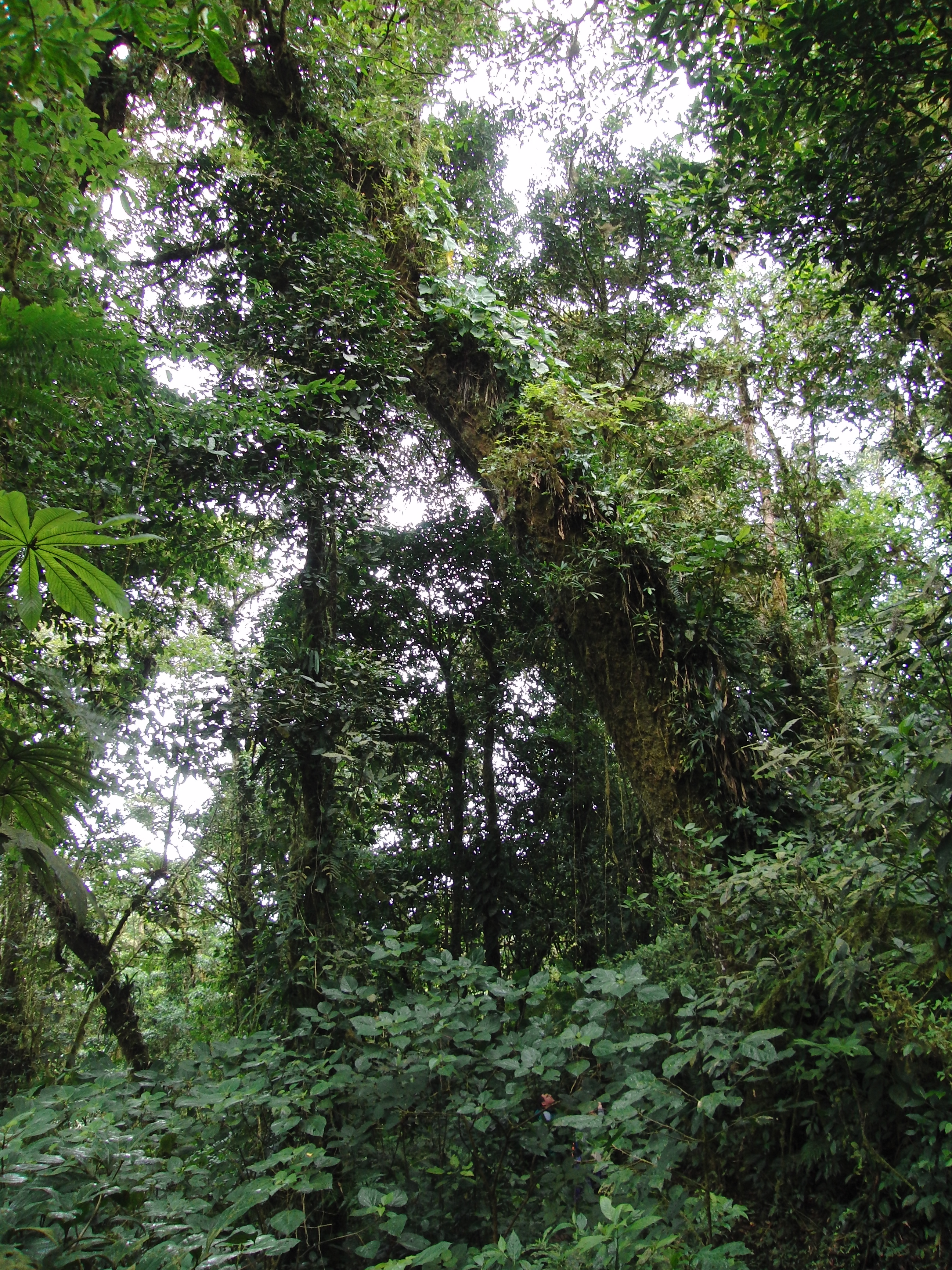The cloud forest