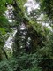 The cloud forest