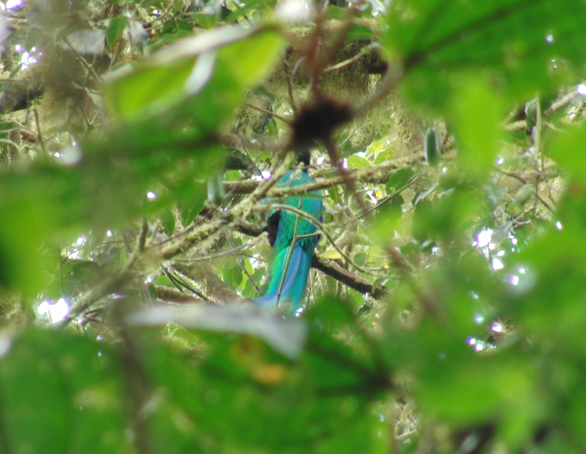 Resplendent Quetzl