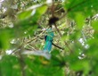 Resplendent Quetzl