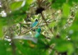 Resplendent Quetzl