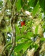Resplendent Quetzl