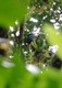 Resplendent Quetzl
