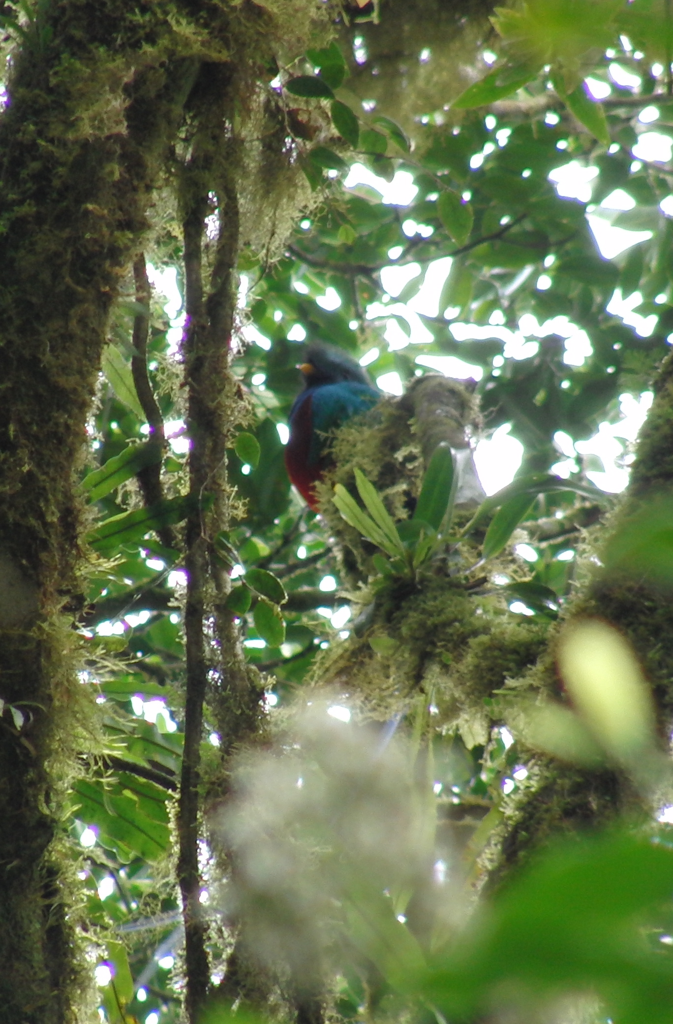 Resplendent Quetzl