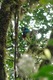 Resplendent Quetzl