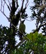 Emerald Toucanet
