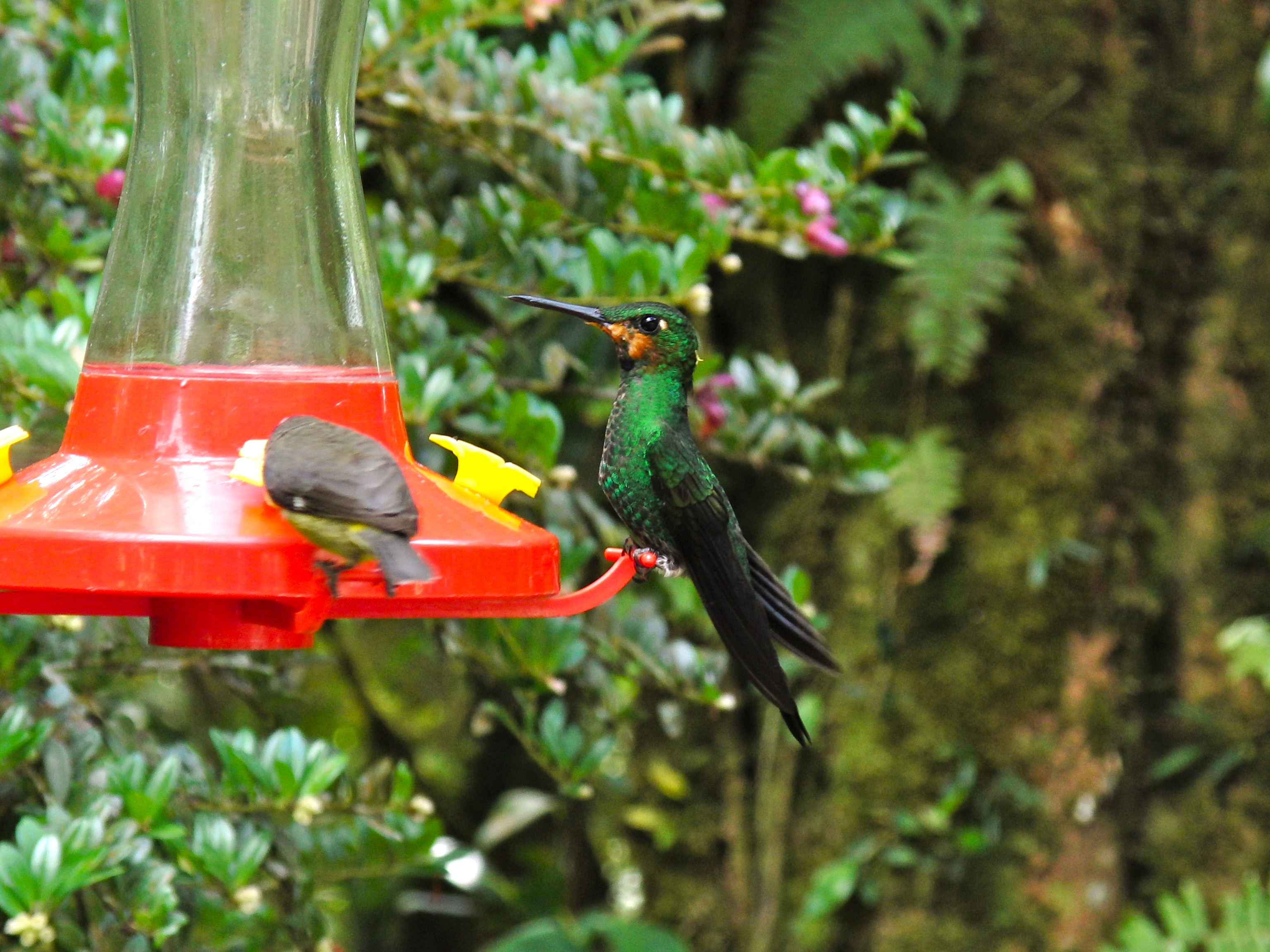 Hummingbird