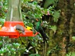 Hummingbird
