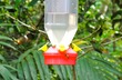 Hummingbird