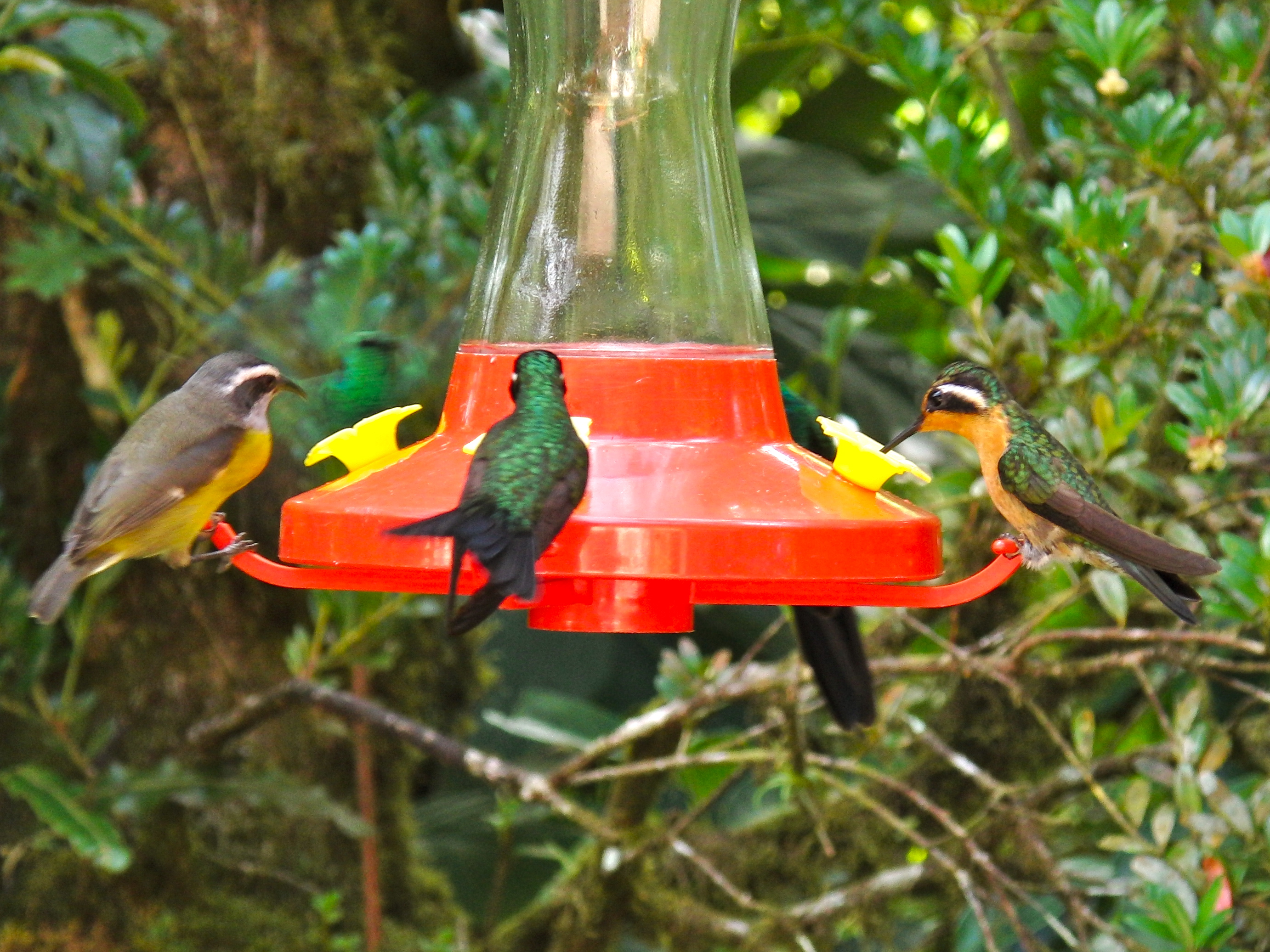 Hummingbirds & Banana Quit