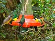 Hummingbirds & Banana Quit