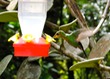 Hummingbird