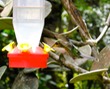 Hummingbird
