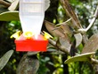 Hummingbird
