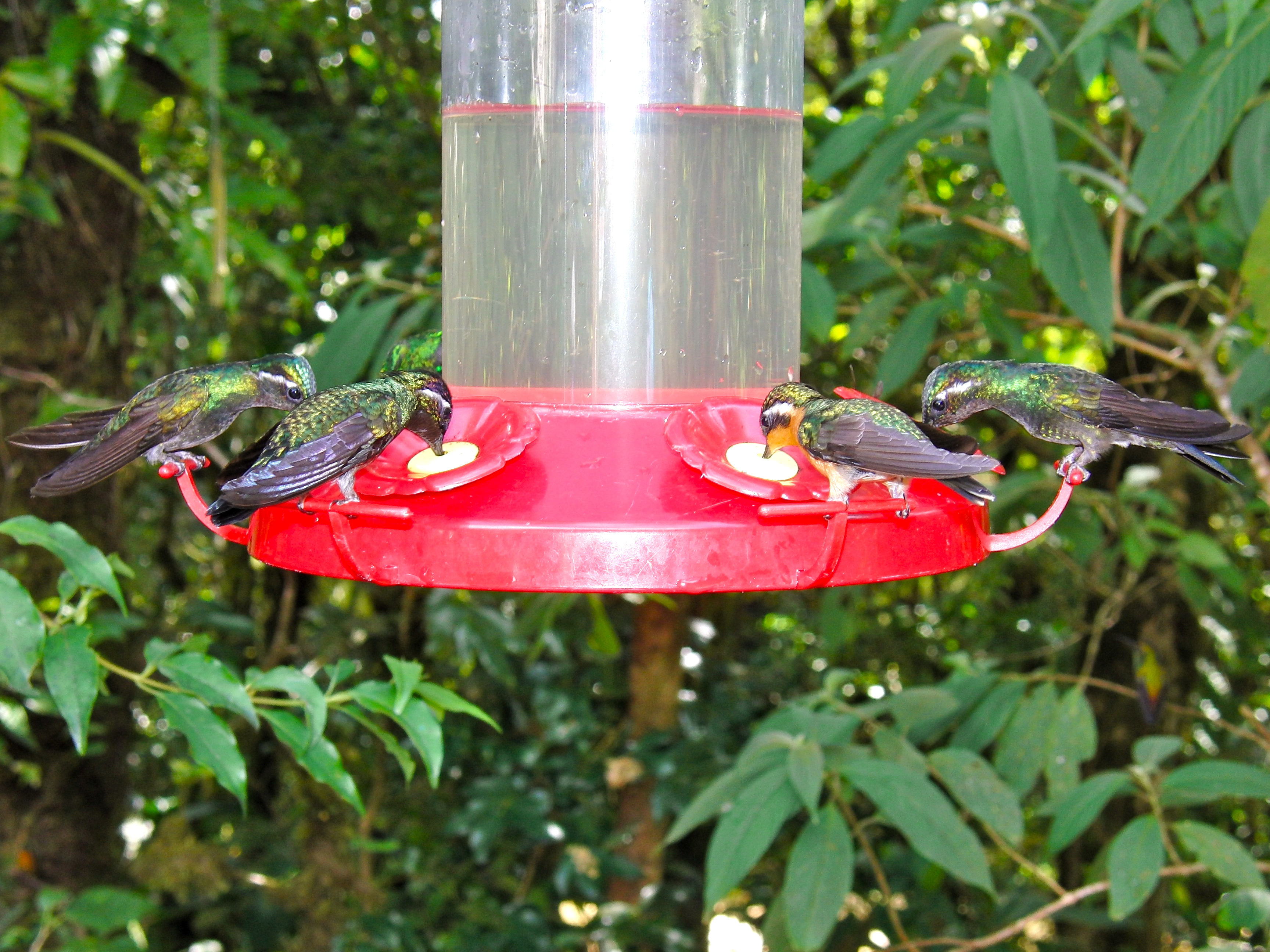 Hummingbirds