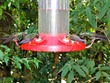 Hummingbirds