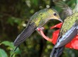 Hummingbird