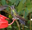 Hummingbird