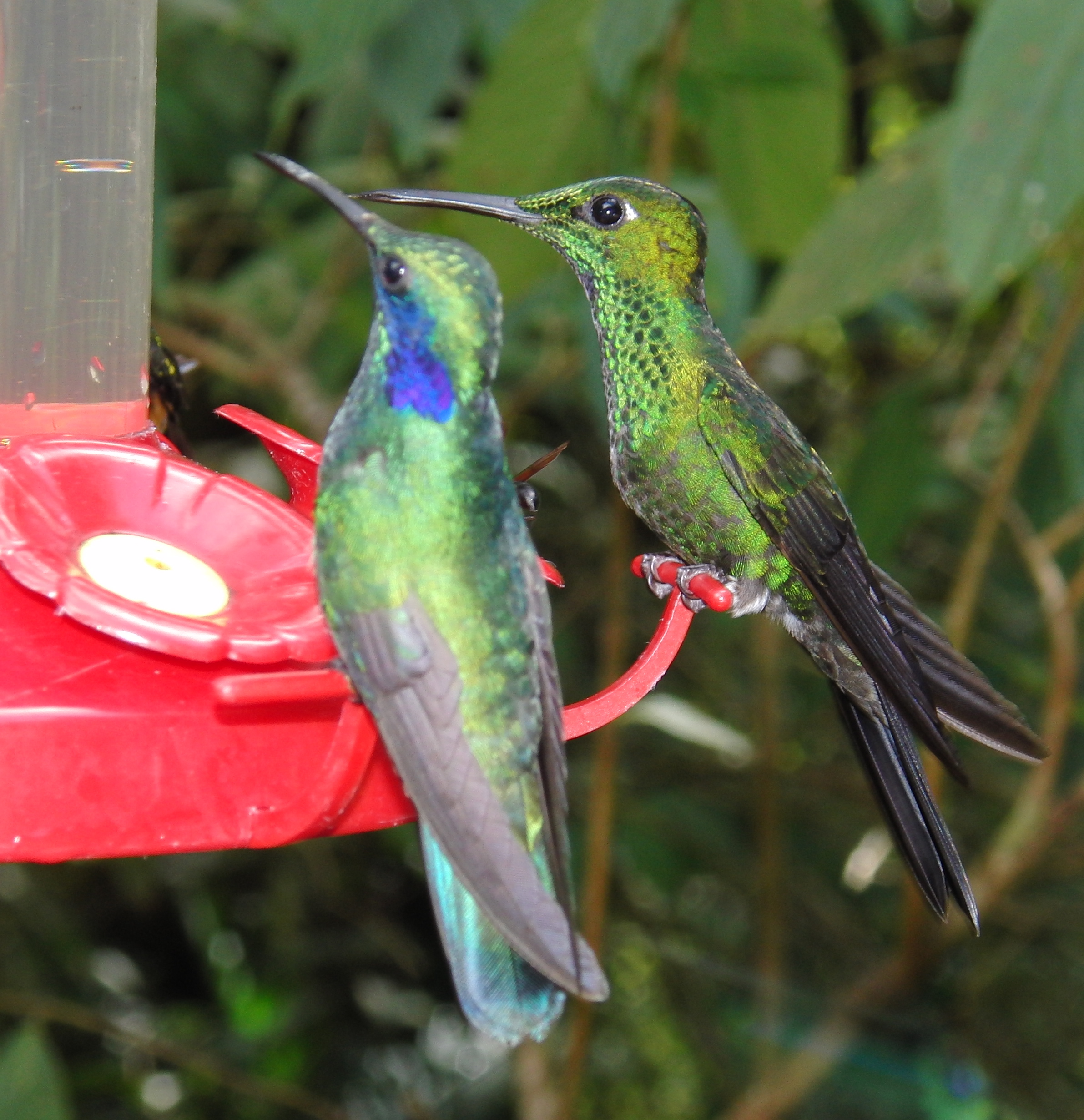 Hummingbirds