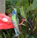 Hummingbirds