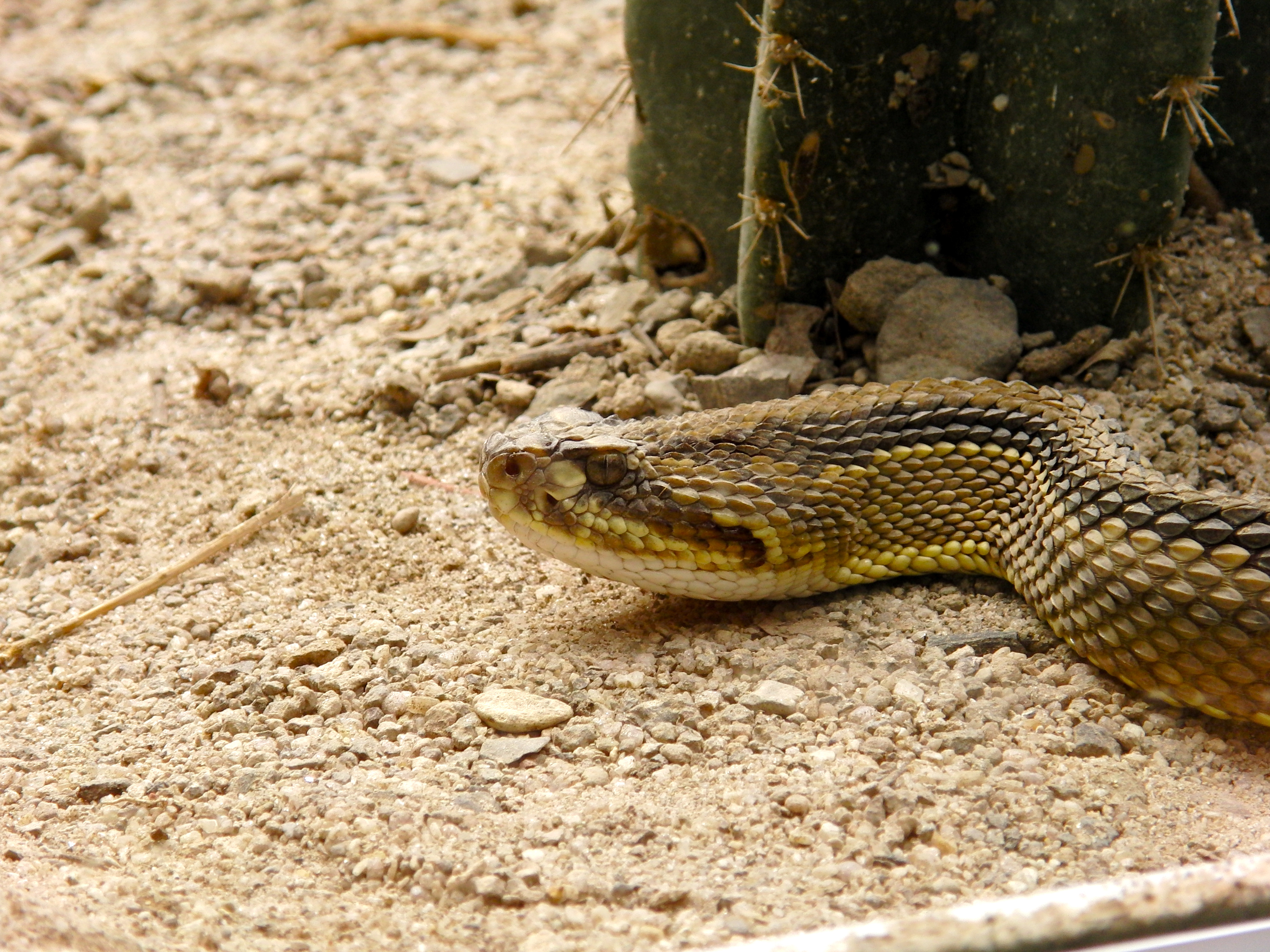 Rattlesnake
