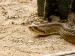 Rattlesnake