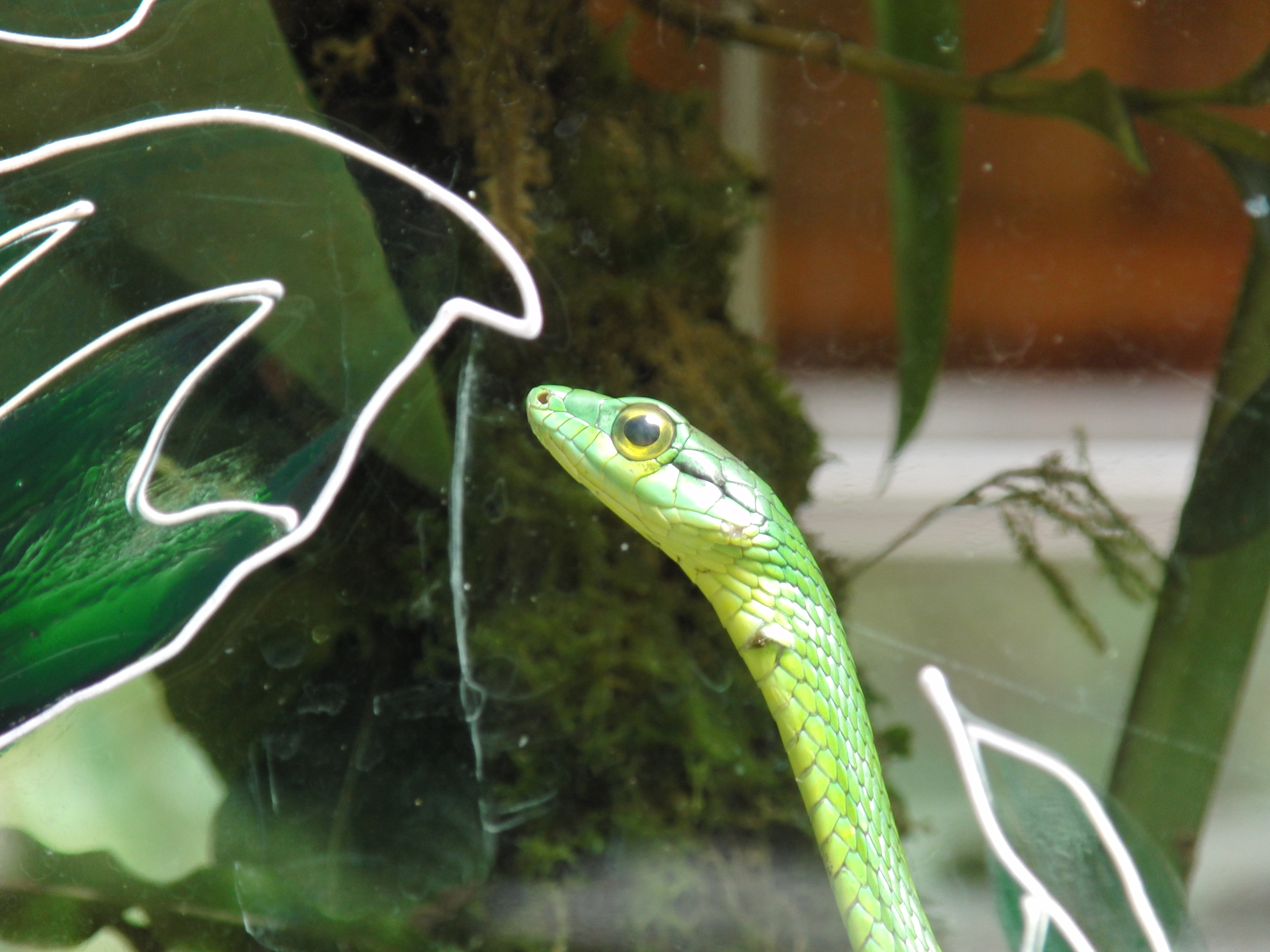 Green snake