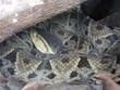 Fer de Lance