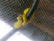 Yellow snake