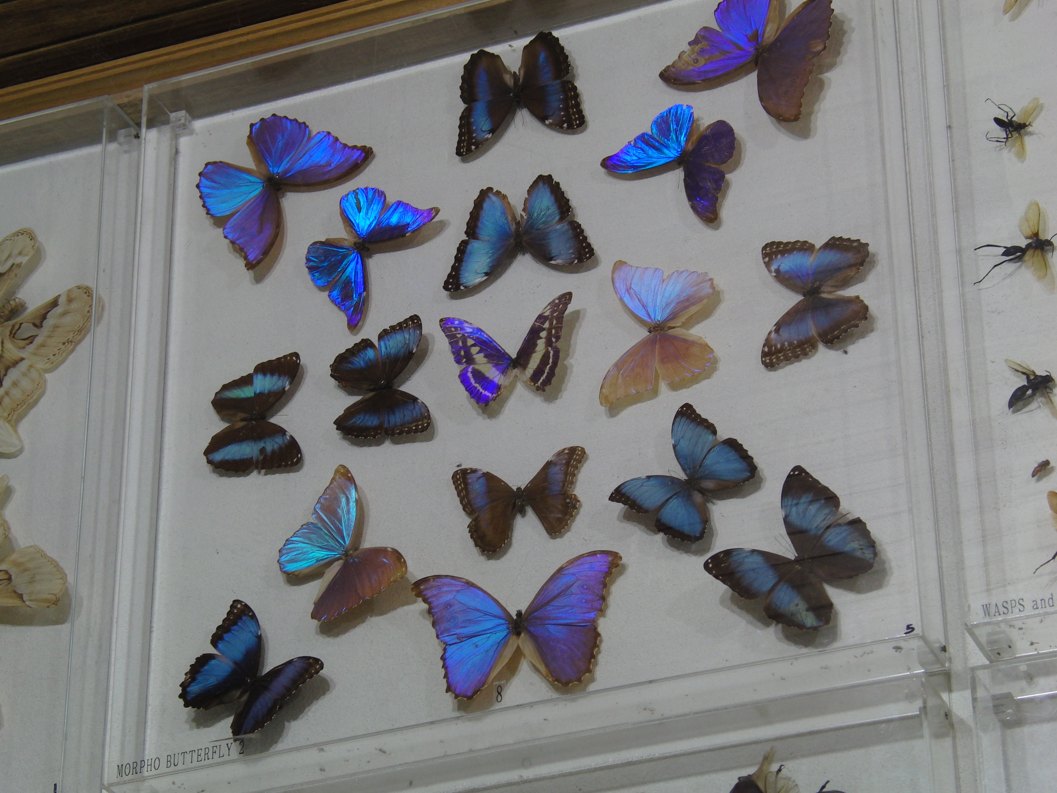 Butterflies