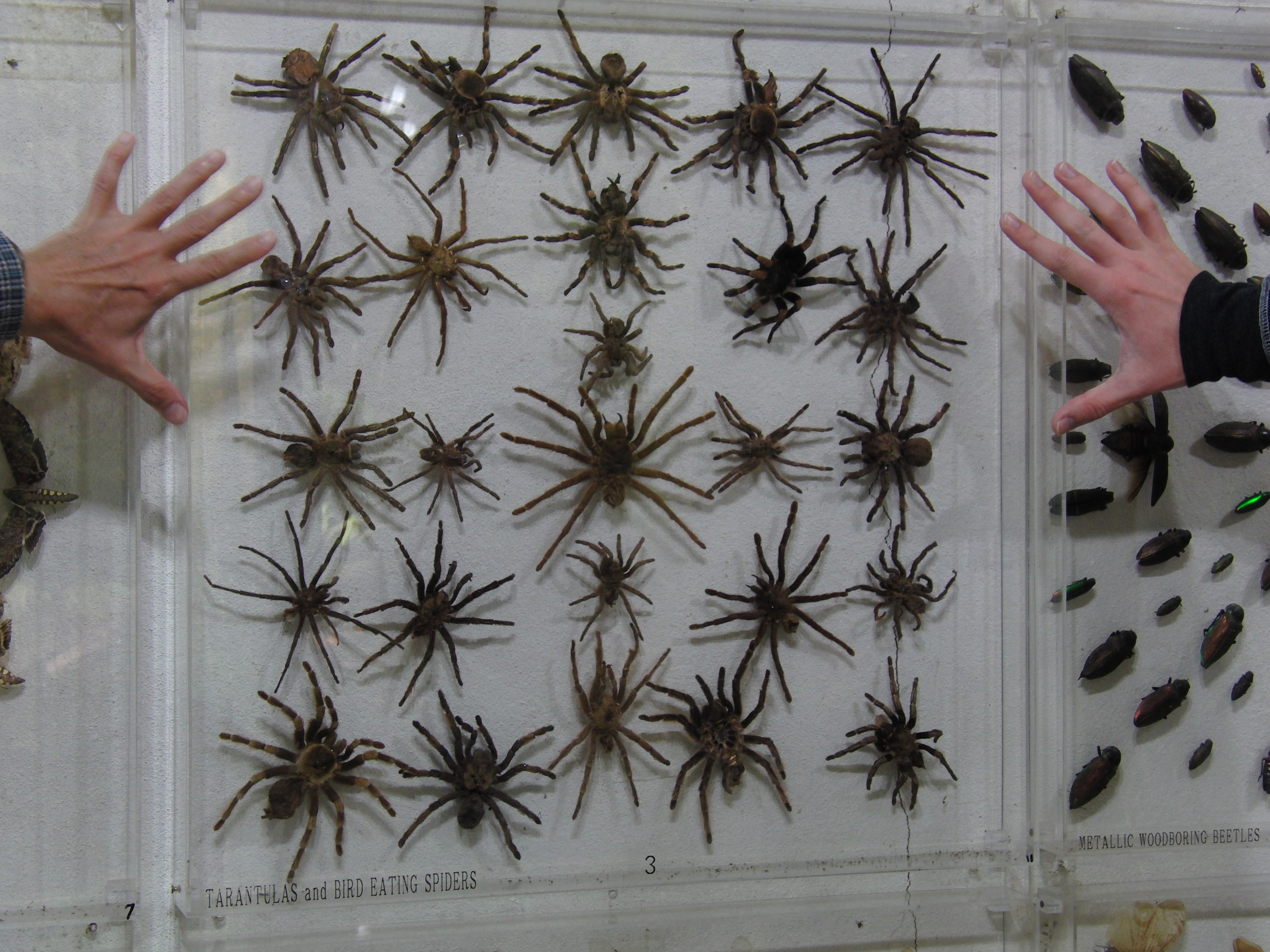 Tarantulas