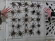 Tarantulas
