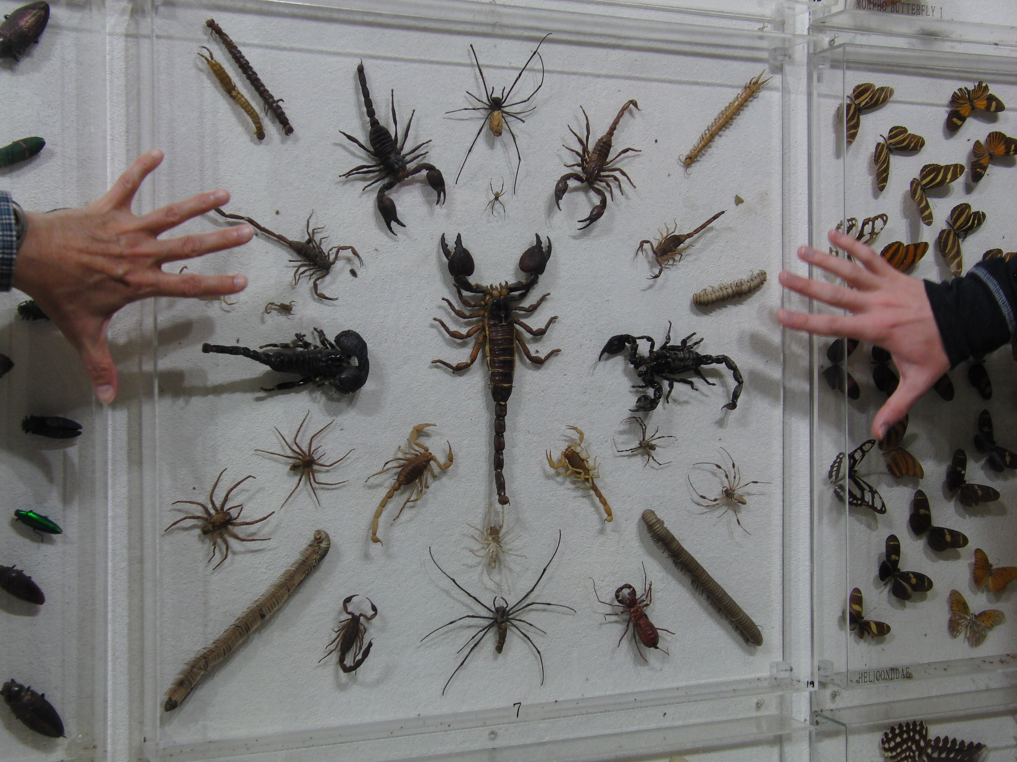 Scorpions
