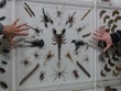 Scorpions