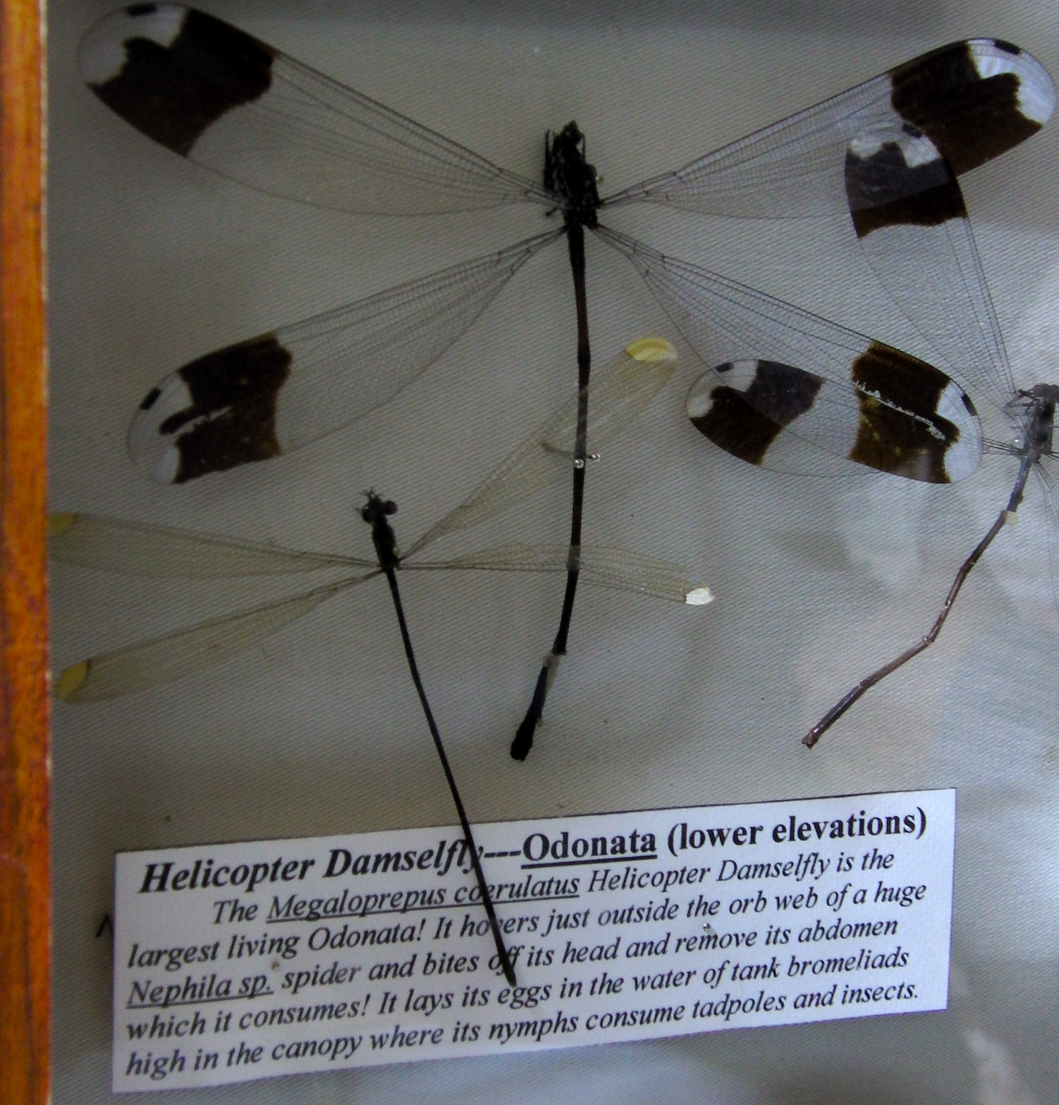 Damselfly