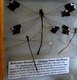 Damselfly