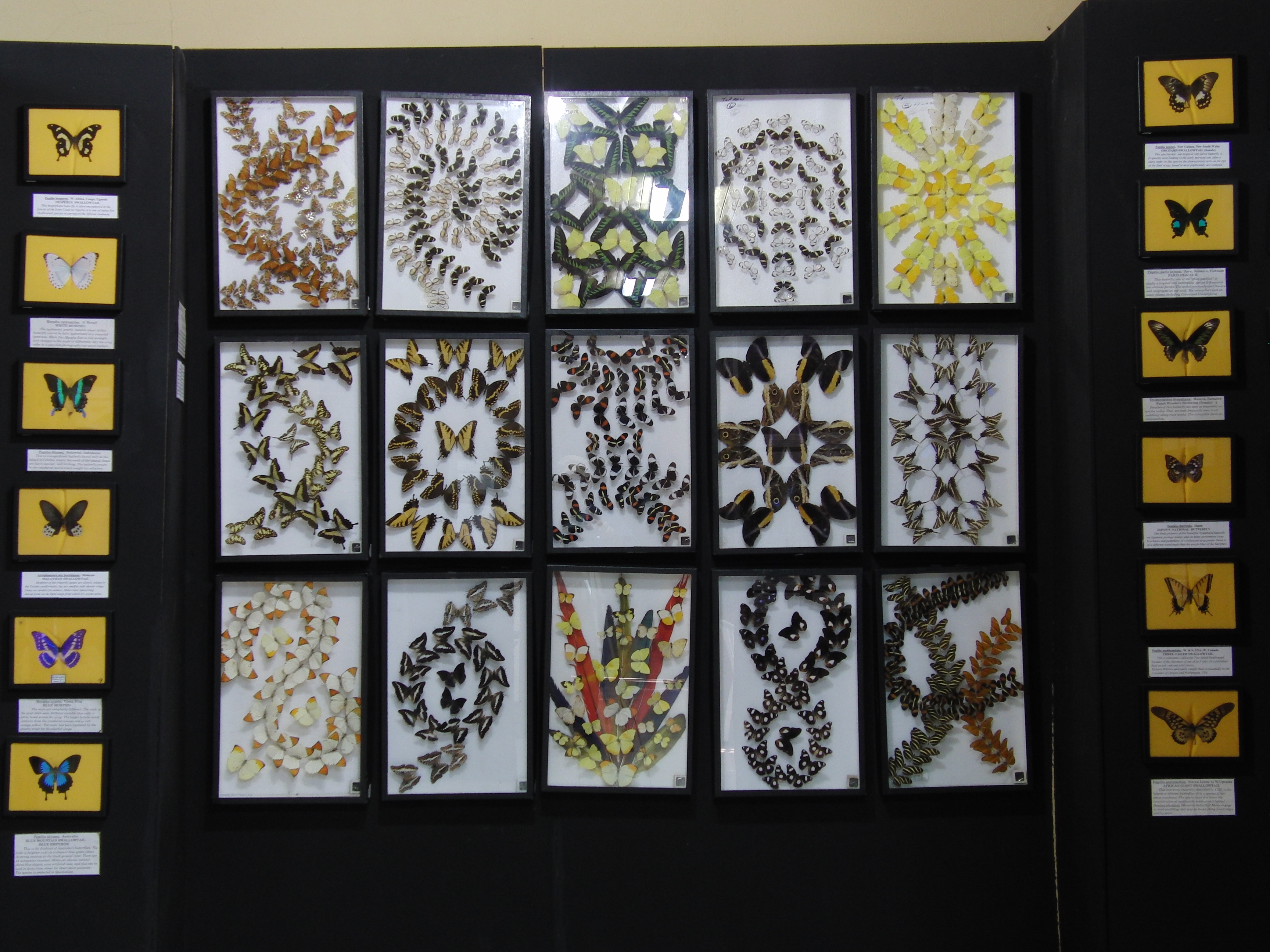 Butterfly art