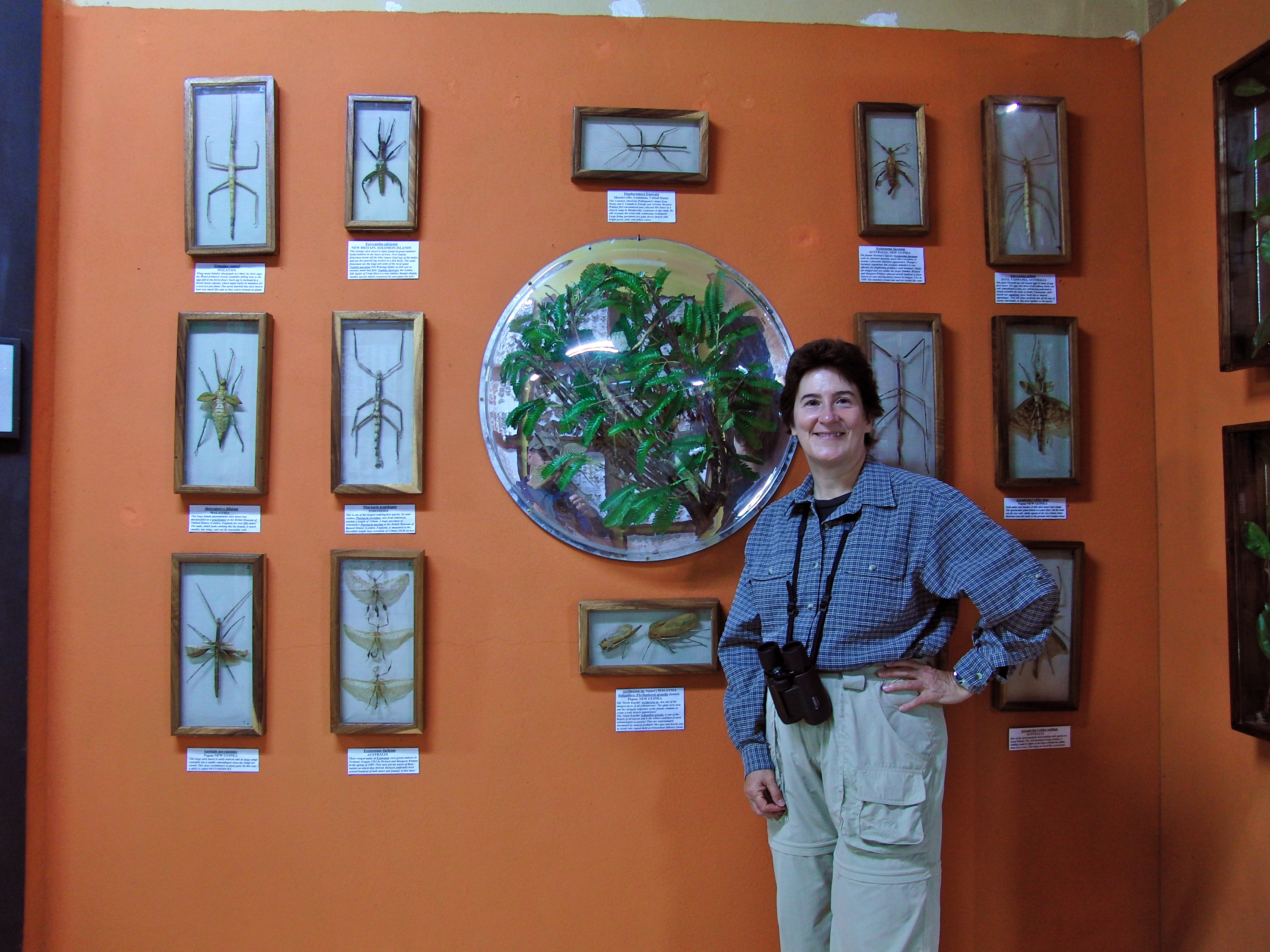 Kathy with stick bugs