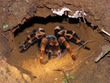 Tarantula on the night hike