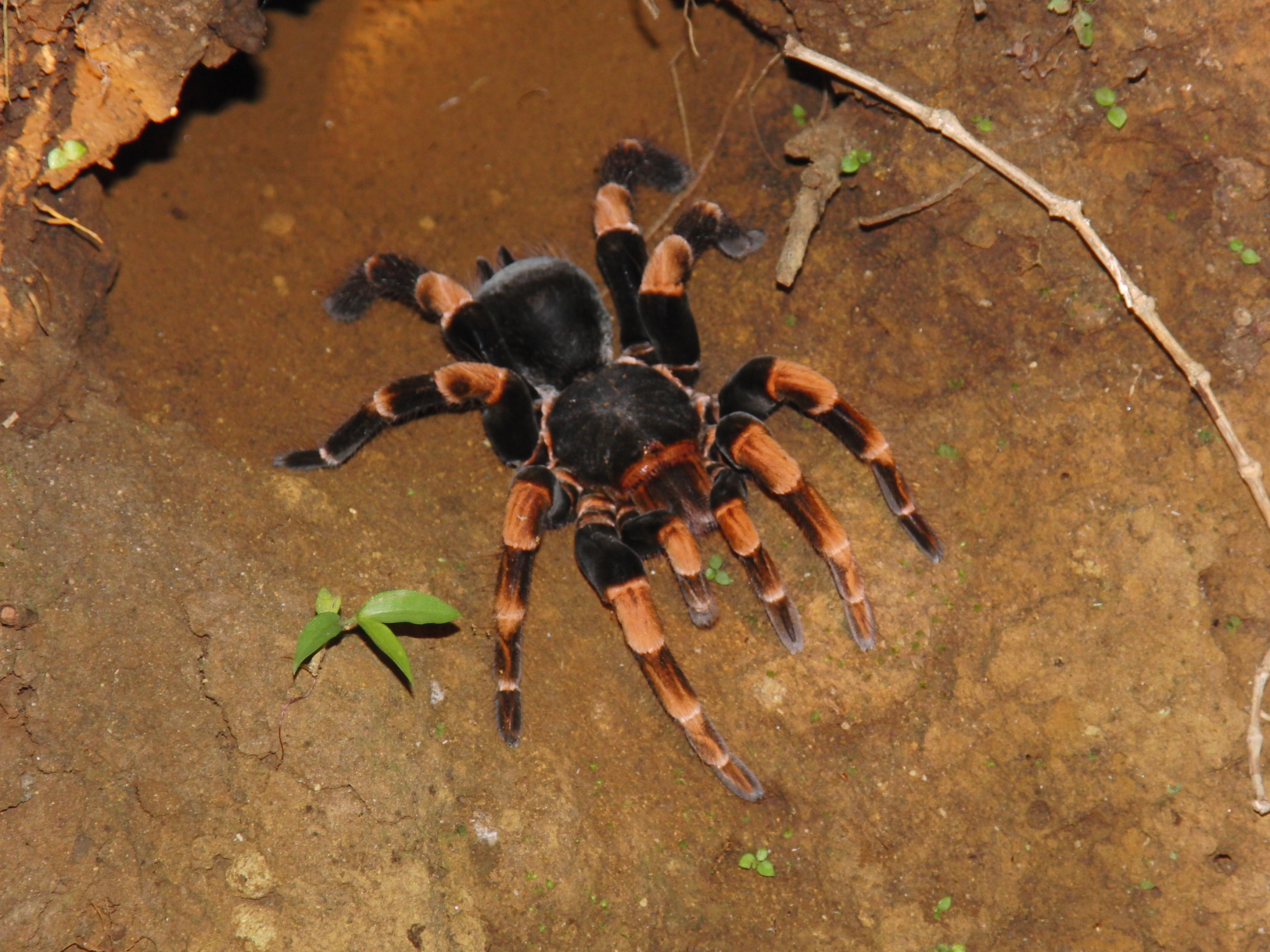 Tarantual on the night hike