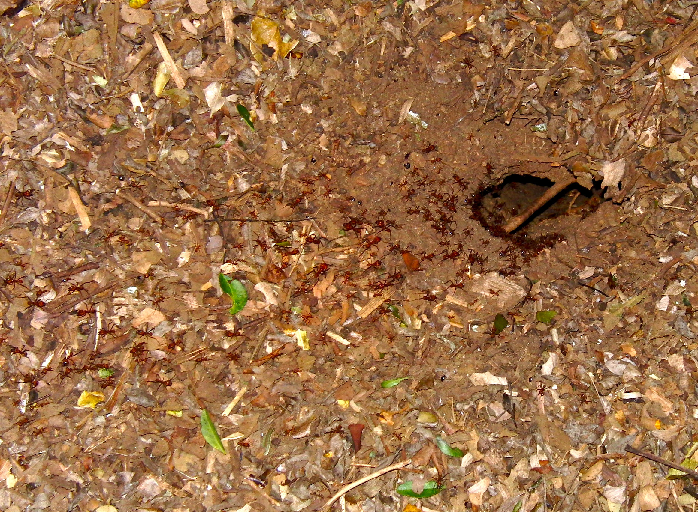 Leaf-cutter ants