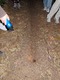Leaf-cutter ants