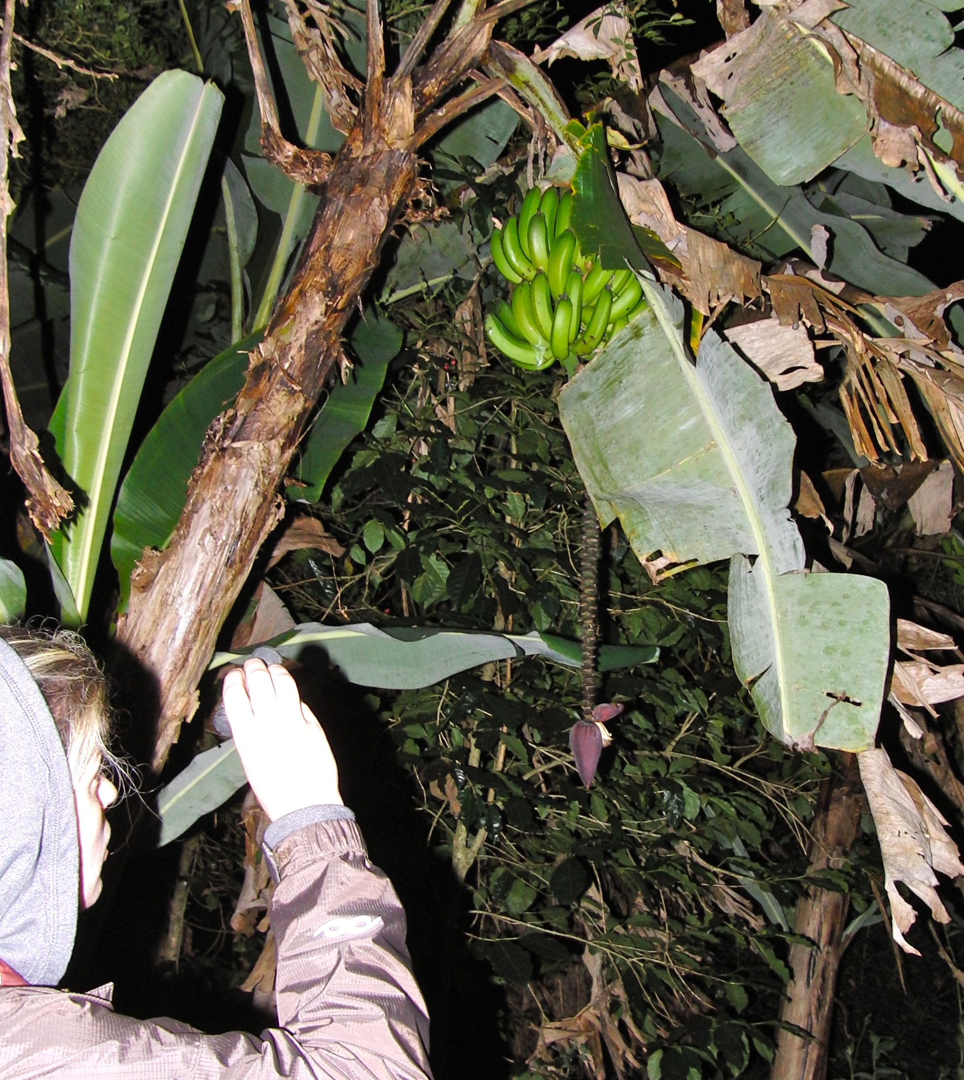 Ariana with banana flower