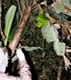 Ariana with banana flower