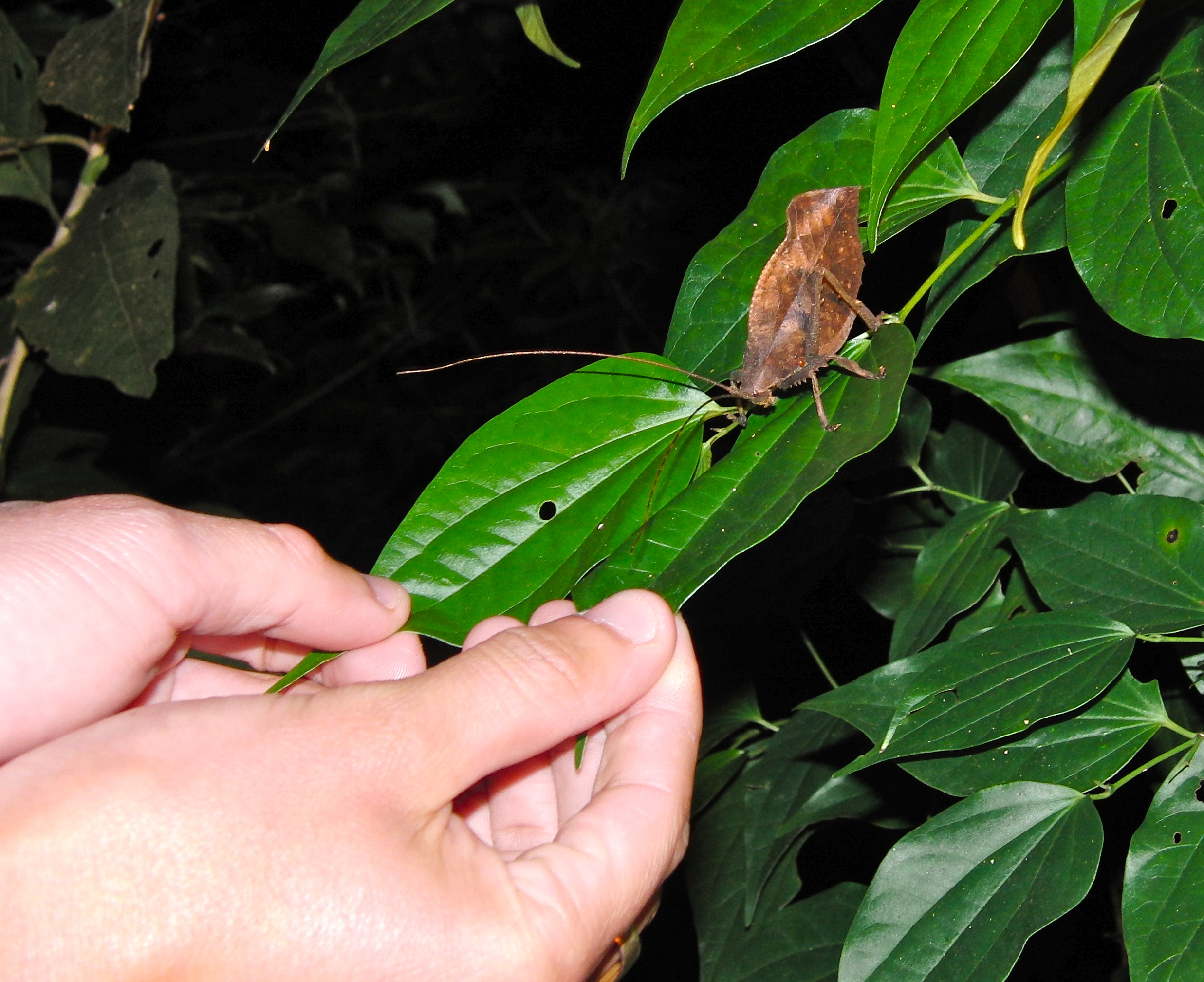 Leaf bug