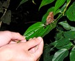 Leaf bug