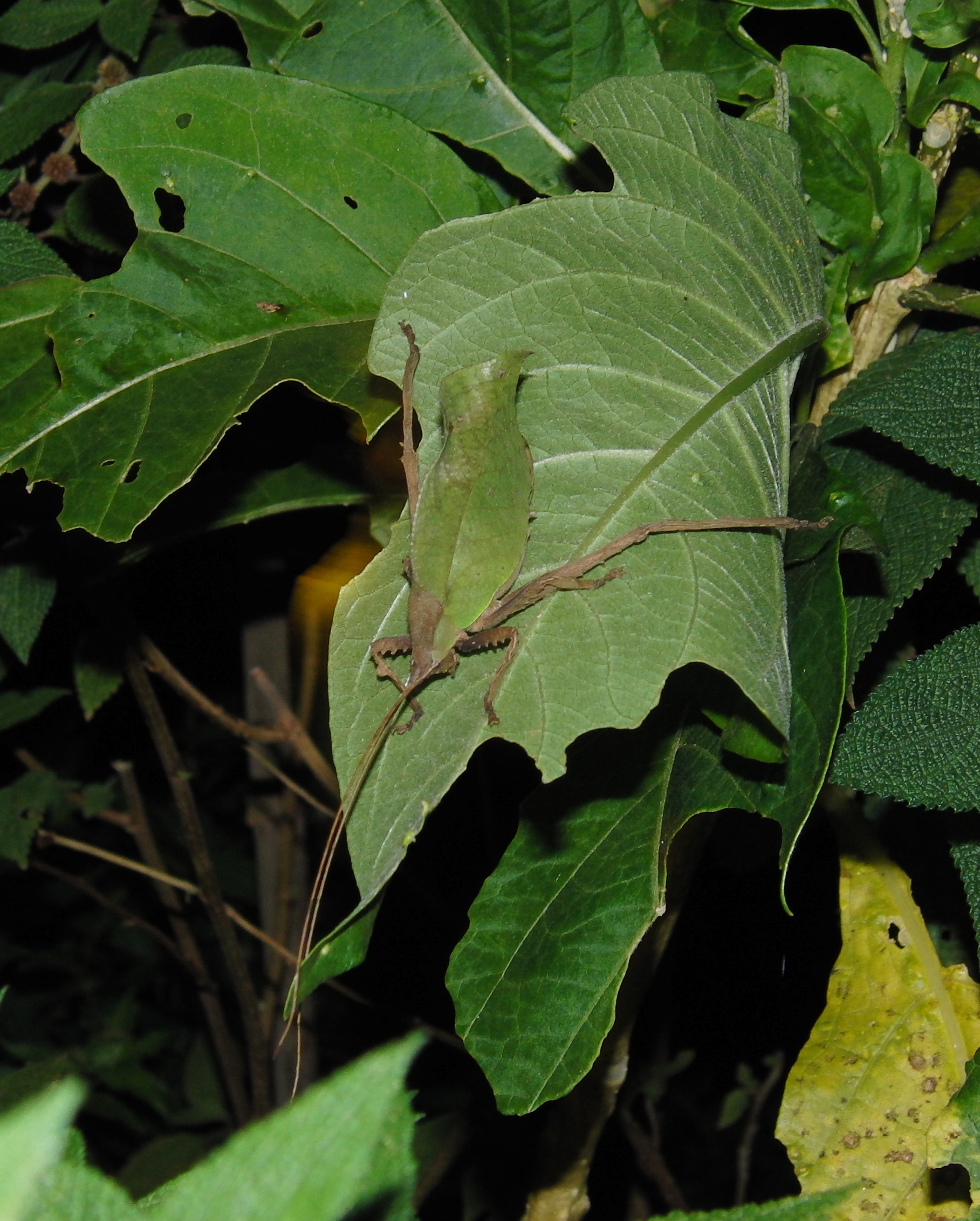 Leaf bug